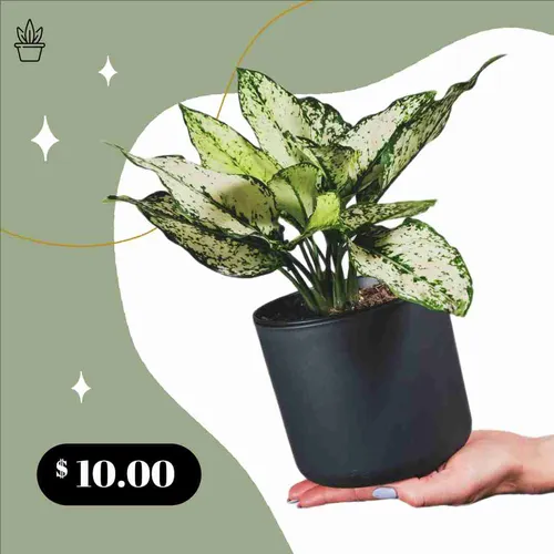 Color Palettes - Darkseagreen and White Color Scheme