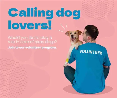 Color Palettes - Lightpink and Darkcyan Color Scheme