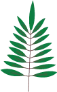 Color Palettes - Forestgreen and Saddlebrown Color Scheme Color Palettes - Forestgreen and Saddlebrown Color Scheme