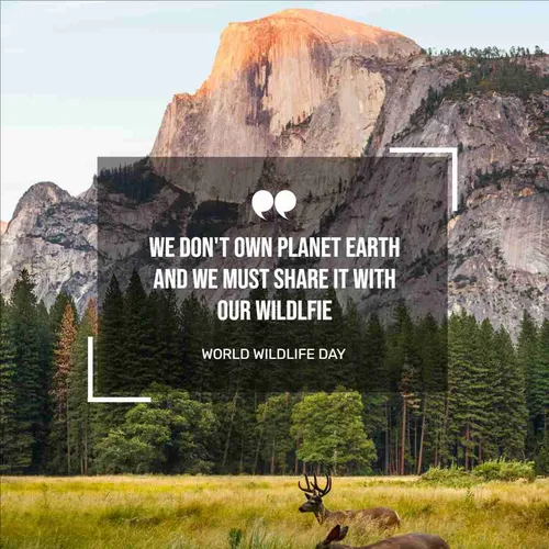 Color Palettes - Black and Lavender Color Scheme